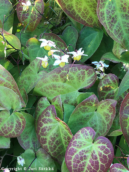 Epimedium x versicolor 'Sulphureum', kalvevarjohiippa